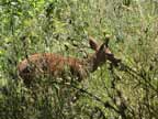 Close-up of a deer 1