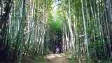 Bamboo Grove