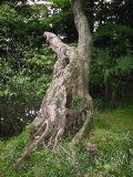 Gnarled stump