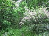 A cherry tree with a few blossoms left