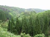 Trees in a small valley