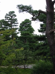 Trees touching in profile