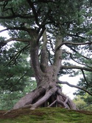 Gnarled Tree Closeup