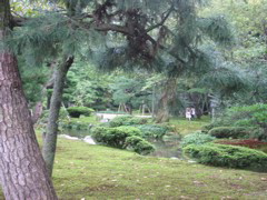 Weeping pines