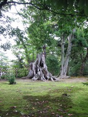 Gnarled trunk medium shot