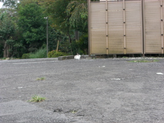 teicintei Rabbit 1