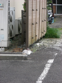 teicintei Rabbit 2