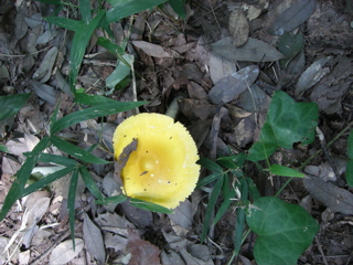 Mushroom1