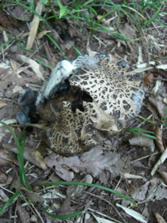 Mushroom 2