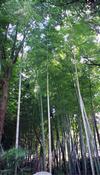 Bamboo grove